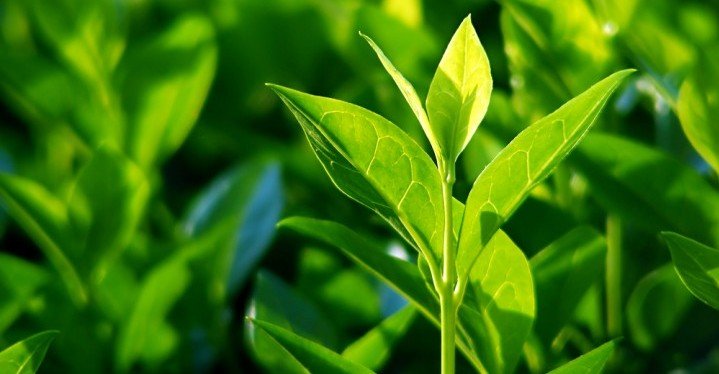 Green Tea Leaves are detoxifying and can help you lose weight Green Tea Leaves are detoxifying and can help you lose weight