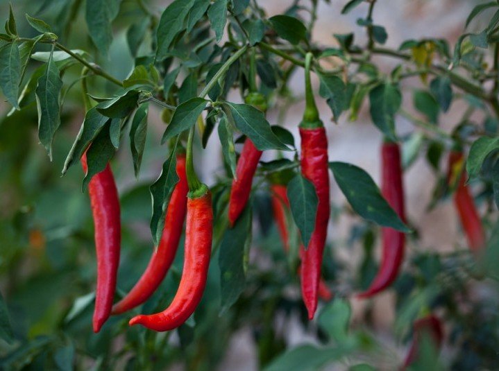 Chili Peppers for natural weight loss Chili Peppers for natural weight loss