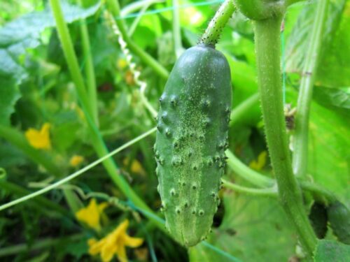 Cucumber on the Vine Cucumber on the Vine