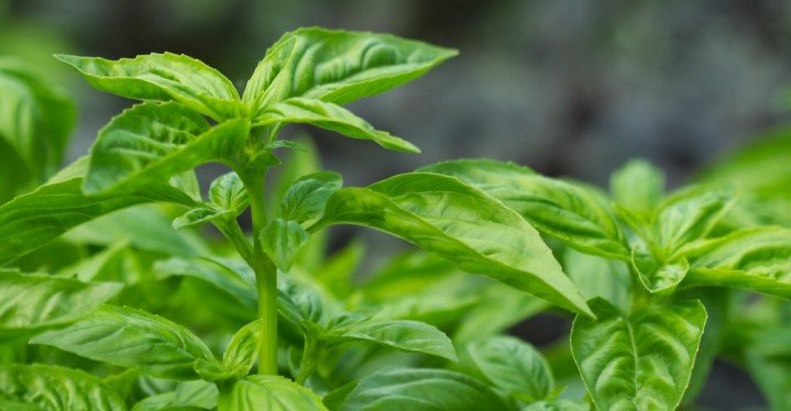Basil to detoxify the body Basil to detoxify the body