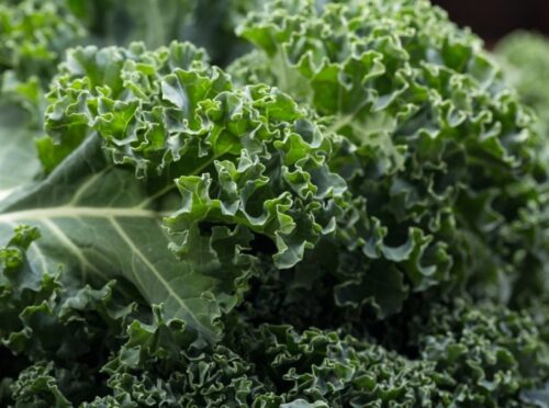kale is a plant-based food high in iron kale is a plant-based food high in iron