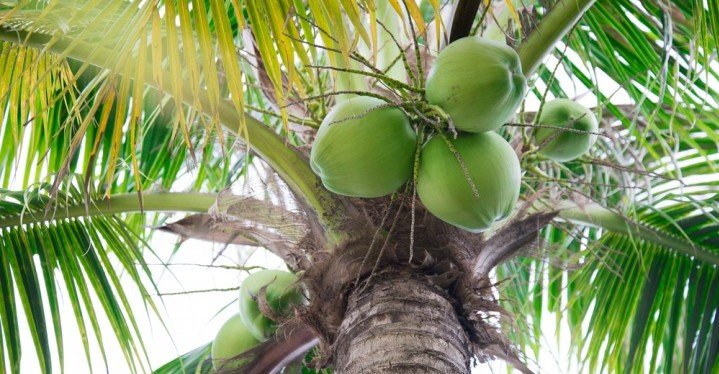 Green Coconuts green coconuts