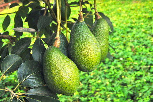 avocados are one of the healthiest foods on the planet avocados are one of the healthiest foods on the planet