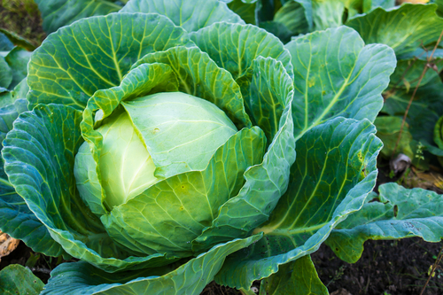 cabbage is a healthy food that will help you lose weight cabbage is a healthy food that will help you lose weight