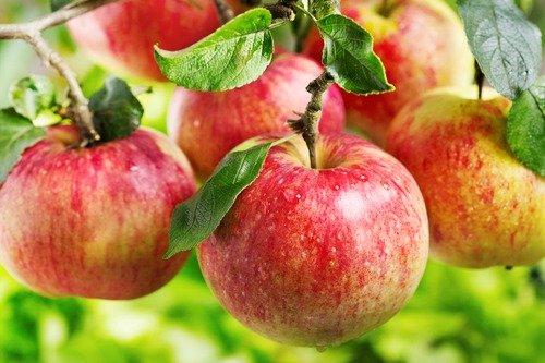 apples are one of the healthiest foods on the planet apples are one of the healthiest foods on the planet