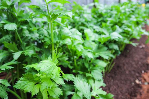 parsley can aid in weight loss parsley can aid in weight loss