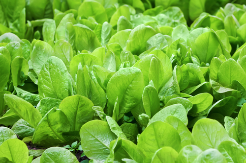 spinach is another healthy food on this planet spinach is another healthy food on this planet