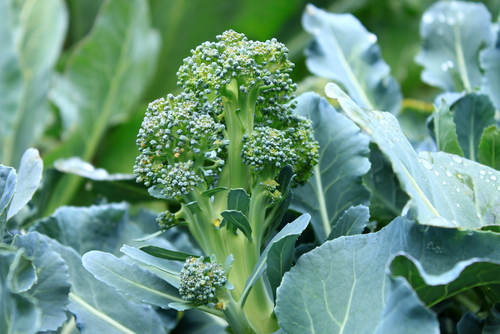 broccoli is one of the healthiest foods on the planet broccoli is one of the healthiest foods on the planet