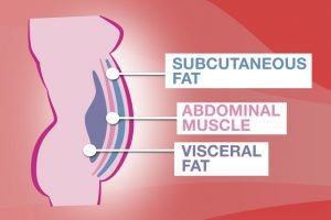anatomy of belly fat and abdominals anatomy of belly fat and abdominals