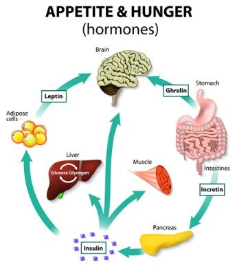 weight loss hormones to lose weight weight loss hormones to lose weight