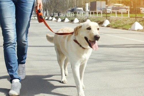 walking with dog to lose weight walking with dog to lose weight
