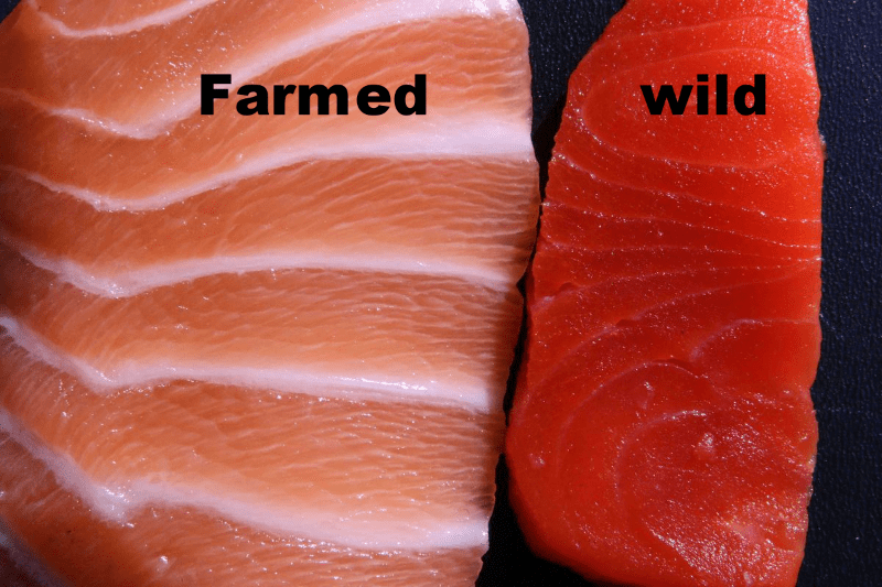 difference between wild caught and farm raised salmon difference between wild caught and farm raised salmon