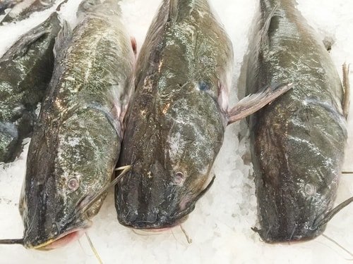 imported catfish are among the fish you should never eat imported catfish are among the fish you should never eat