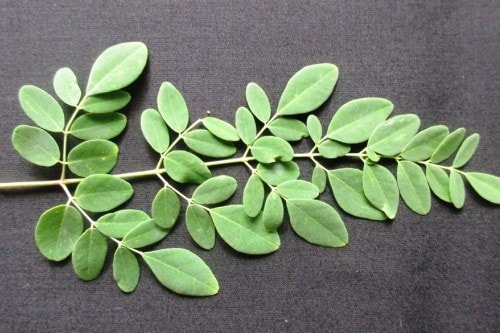 moringa anti-inflammatory superfood moringa anti-inflammatory superfood