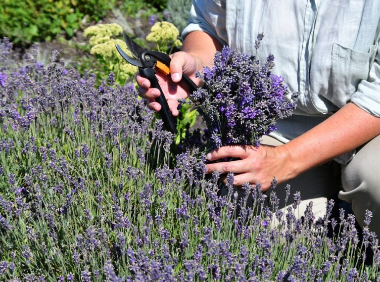 11 Gorgeous Purple-Flowering Herbs That Are Easy to Grow