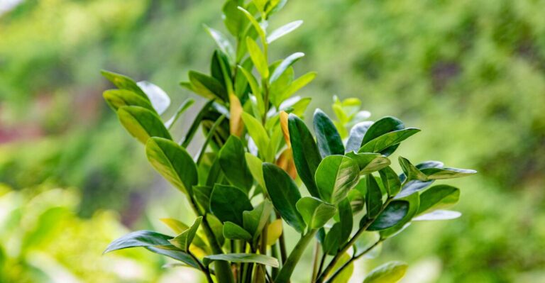 10 Stunning ZZ Plant Varieties and How to Care for Them