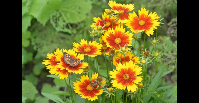 20 Top Flowers to Plant for a Bright Summer Garden