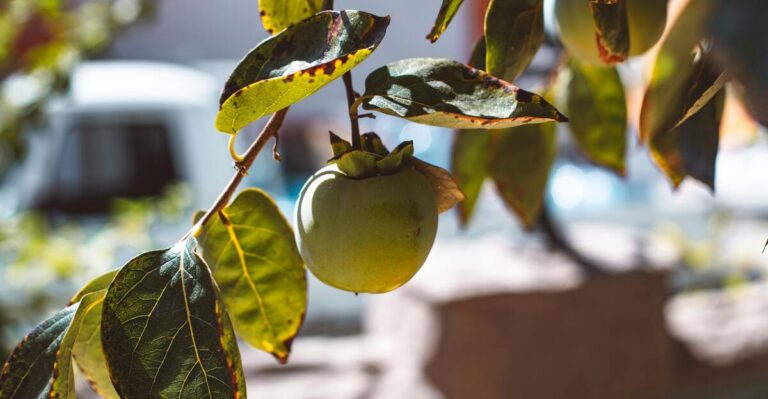 13 Common Issues That Keep Fruit Trees from Bearing Fruit
