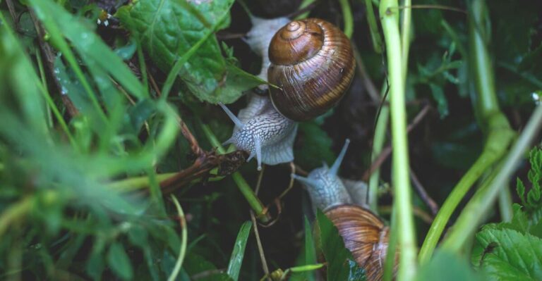11 Effective Methods to Get Rid of Garden Snails