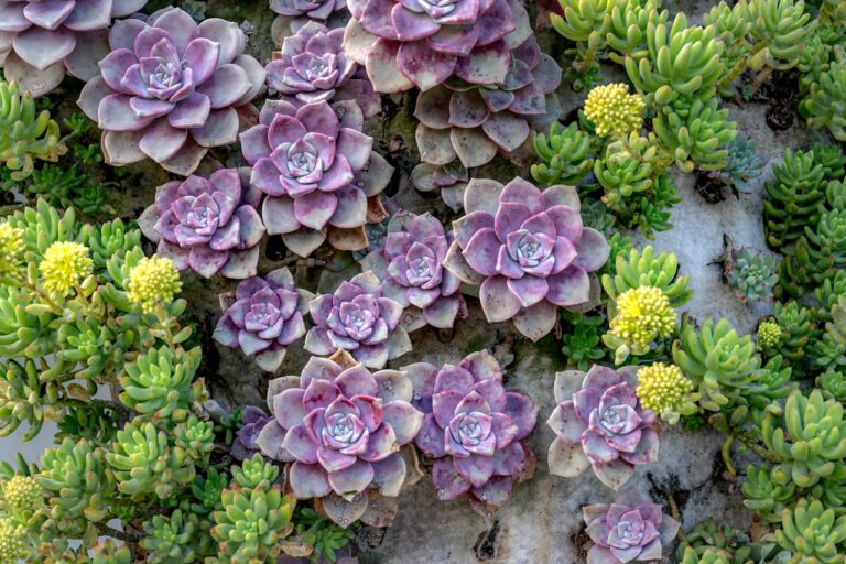 12 Stunning Flowering Succulents to Brighten Your Garden