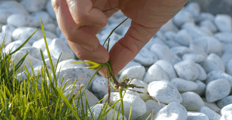 15 Top Techniques for Weed Control in Gravel Paths and Driveways