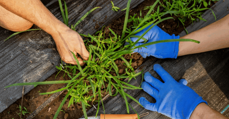 15 Eco-Friendly Ways to Keep Your Garden Pest-Free