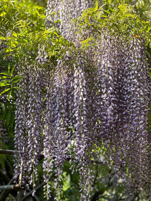 14 Beautiful Flowering Vines That Return Every Year Without Replanting
