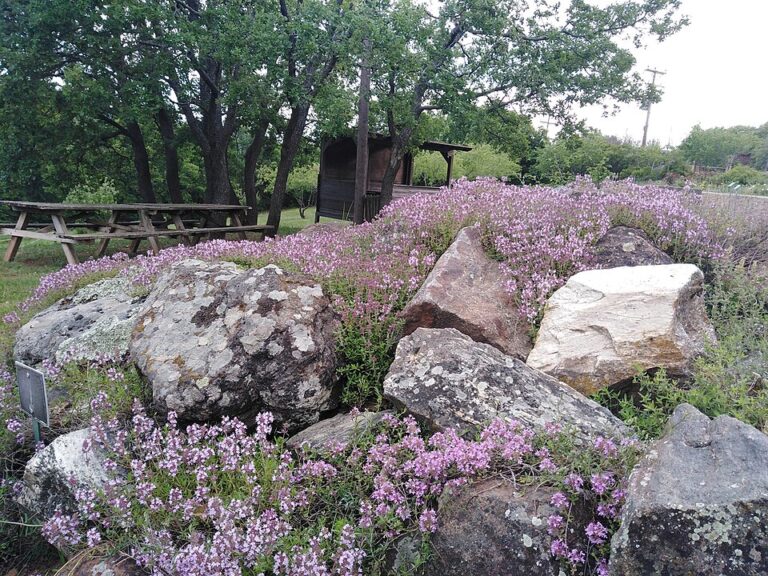 9 Varieties of Thyme to Enhance Your Garden