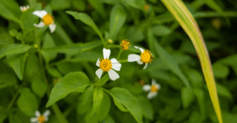 15 Simple Tips for Building a Wildlife-Friendly Garden