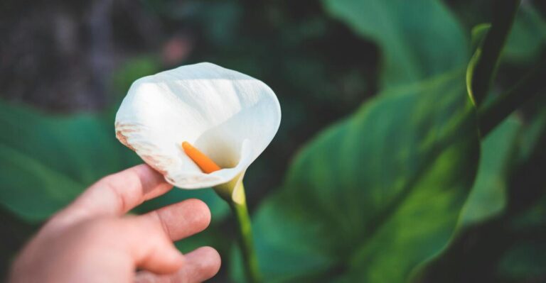 20 Gorgeous Flowers That Will Bloom All Summer