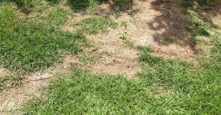 10 Common Lawn Problems and How to Treat Them Effectively