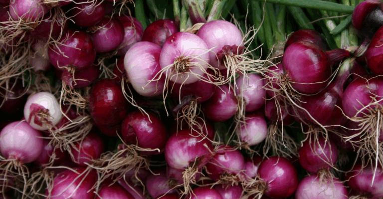 20 Beginner-Friendly Vegetables to Grow in Your Garden