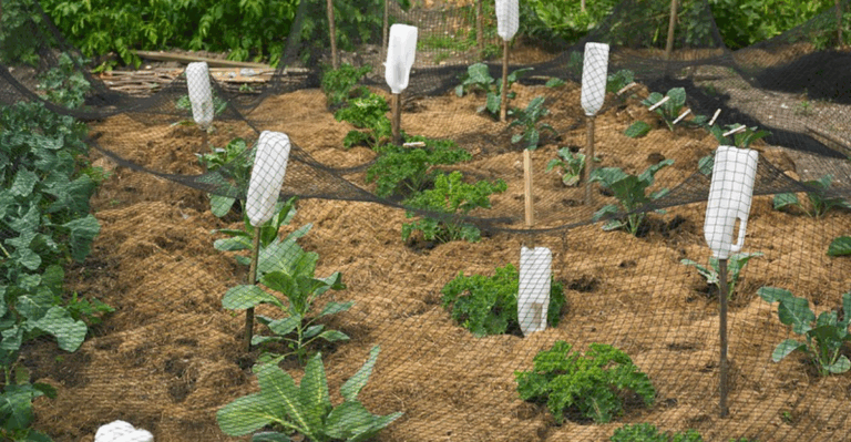15 Effective Tips for Keeping Summer Pests Out of Your Garden