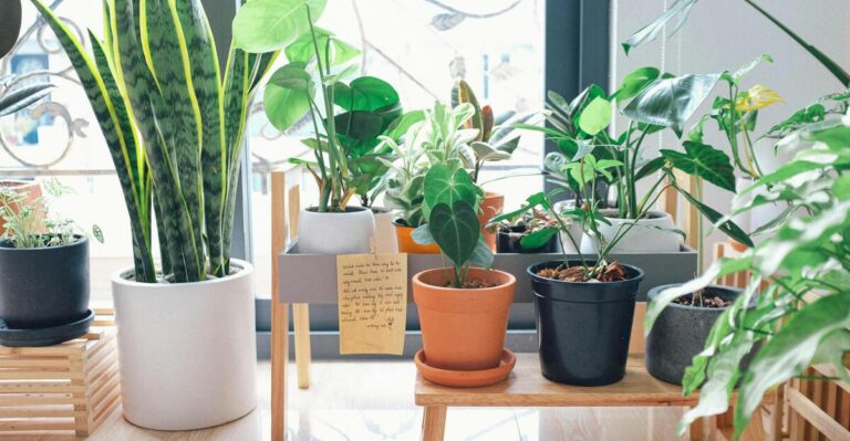 15 Plants That Naturally Improve Air Quality Indoors